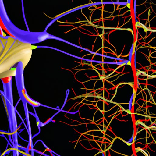 Exploring The Interaction Between Muscular And Nervous Systems The