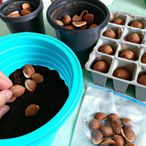 How To Start A Peach Seed Planting Germinating And Transplanting