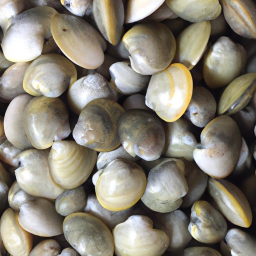 Are Clams Healthy? Exploring the Health Benefits of Eating Clams The Enlightened Mindset