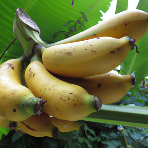 are-ripe-bananas-good-for-you-exploring-the-health-benefits-and-risks