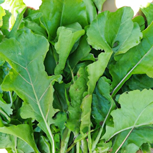 Are Turnip Greens Good for You? Exploring the Health Benefits of Eating ...