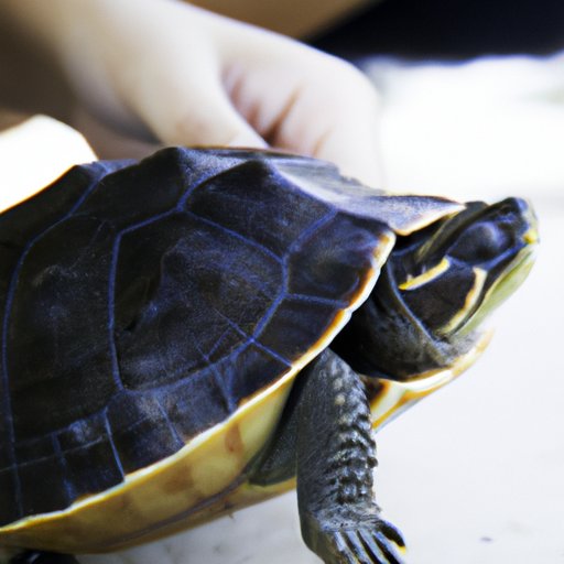 Are You Turtle? Exploring the Benefits of Living Life as a Turtle - The ...