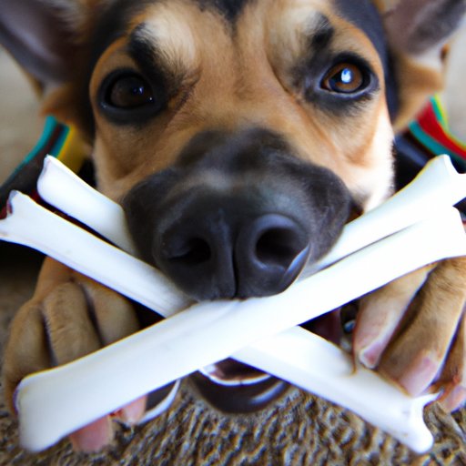 Can Dogs Eat Antlers? Benefits and Safety Considerations - The ...