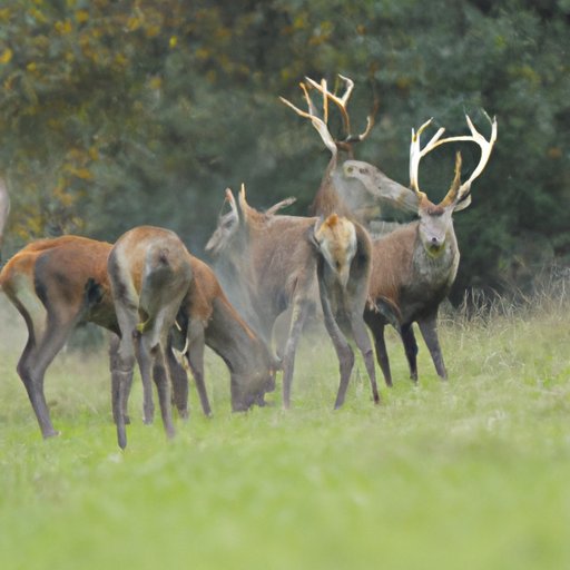 Do Bucks Travel Together During Rut? An In-Depth Look at the Social ...