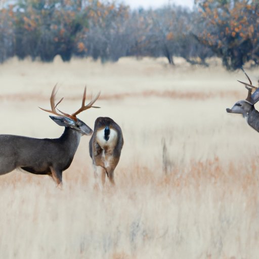 Do Bucks Travel Together? Exploring the Social Structure of Male Deer The Enlightened Mindset