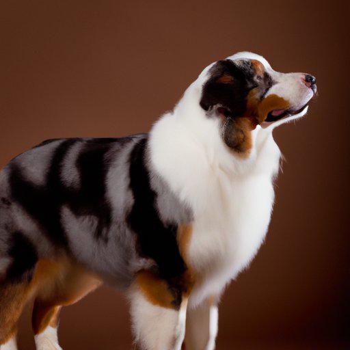 How Big Do Australian Shepherds Get? | What You Need to Know About the