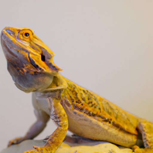 How Big Does a Bearded Dragon Get? Understanding the Maximum Size of a