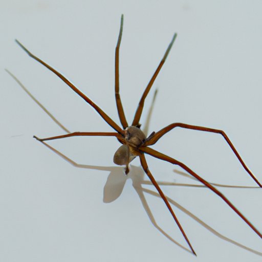 How Big Does a Brown Recluse Get? Exploring the Maximum Size of This ...