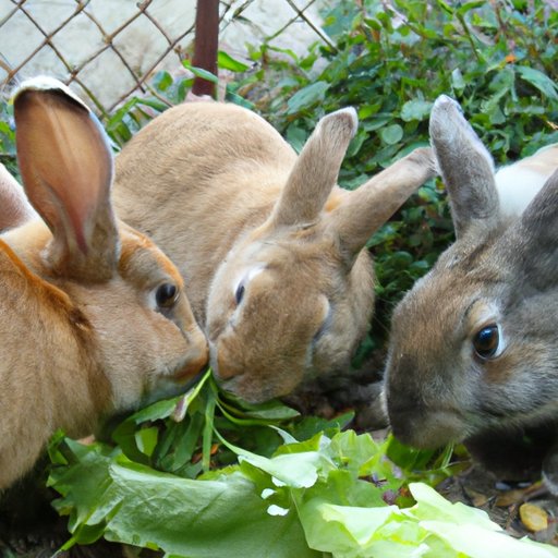 How Big Does a Bunny Get? A Comprehensive Guide on the Size of Rabbits ...