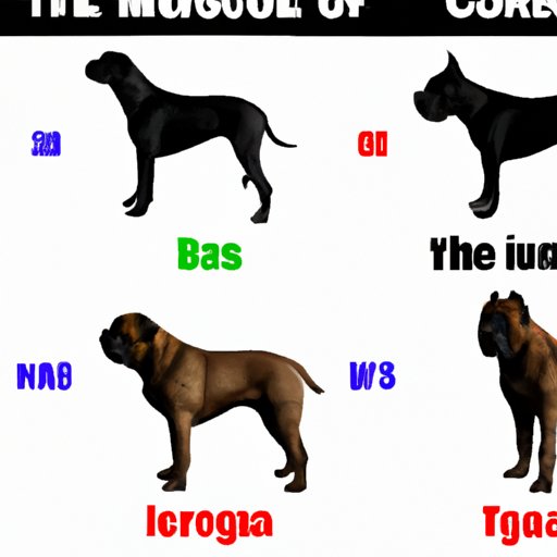 How Big Does a Cane Corso Get? Understanding Size Variations and