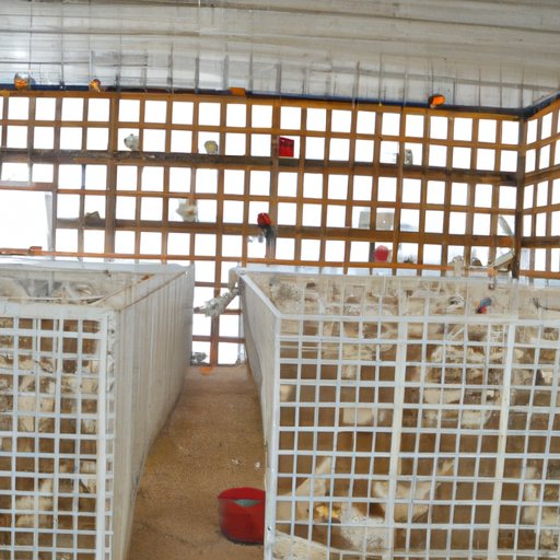 How Big Does a Chicken Coop Need to Be? A Guide to Building the Perfect