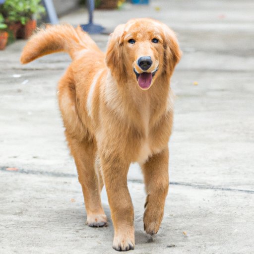 How Big Does a Golden Retriever Get? Exploring the Size of a Golden ...