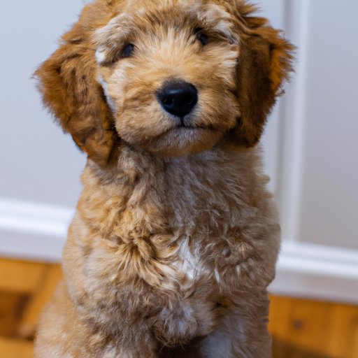 How Big Does a Mini Goldendoodle Get? A Comprehensive Guide The