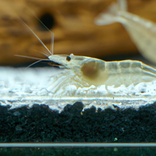 How Big Does Ghost Shrimp Get? A Comprehensive Guide - The Enlightened ...