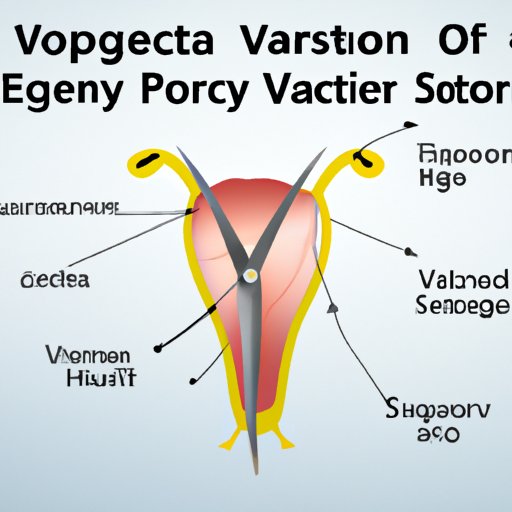 What Is A Vasectomy Exploring How Does It Work Pros And Cons Alternatives And Reversal The