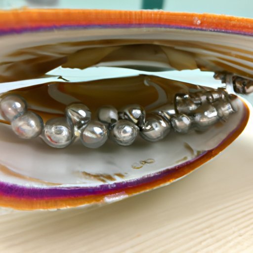 discover-the-treasure-of-pearls-several-giant-river-clams-harvest