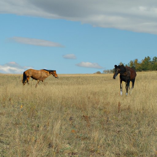 how-far-can-a-horse-travel-in-a-day-exploring-the-physical