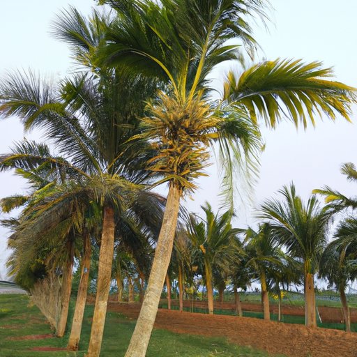 How Much Does a Palm Tree Cost? A Comprehensive Guide The Enlightened