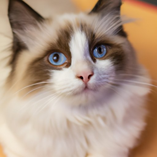 How Much Does a Ragdoll Cat Cost? | A Complete Guide - The Enlightened ...