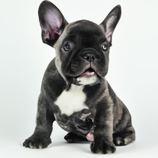 What Is The Cost Of French Bulldogs