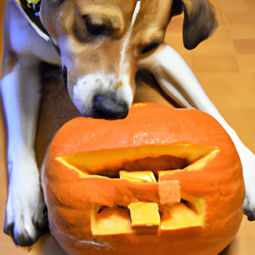 how-much-pumpkin-can-i-give-my-dog-exploring-the-benefits-and-risks