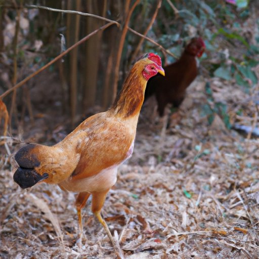 when-do-chickens-need-to-go-outside-an-age-based-guide-the