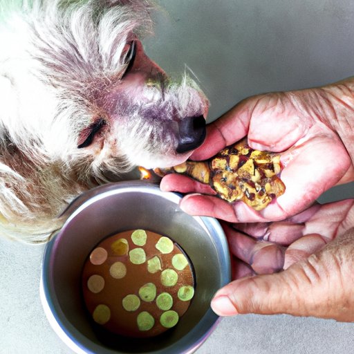 getting-a-sick-dog-to-eat-tips-and-tricks-for-pet-owners-the