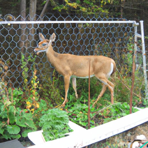 keeping-deer-away-from-plants-naturally-plant-deer-resistant-plants