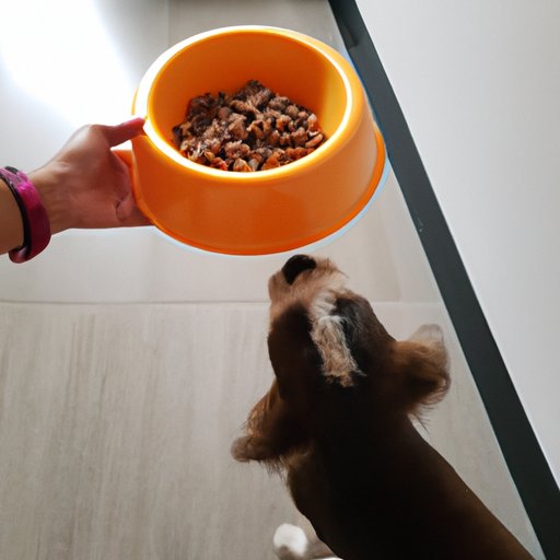 how-to-make-your-dog-eat-his-food-tips-and-tricks-the-enlightened