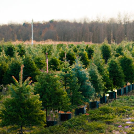 Starting A Christmas Tree Farm 