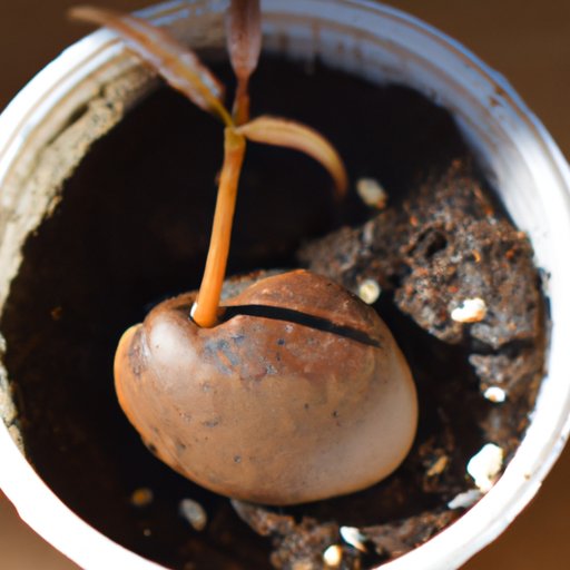 How to Start a Mango from Seed: Step-by-Step Guide - The Enlightened ...