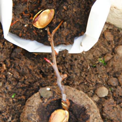 How To Start A Peach Tree From A Cutting