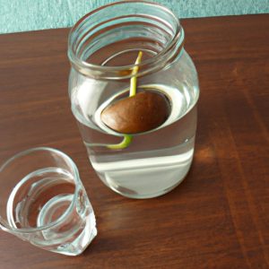 How to Start an Avocado Seed in Water: A Step-by-Step Guide - The ...