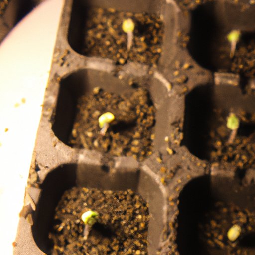 How To Start Cannabis Seeds: A Comprehensive Guide - The Enlightened ...