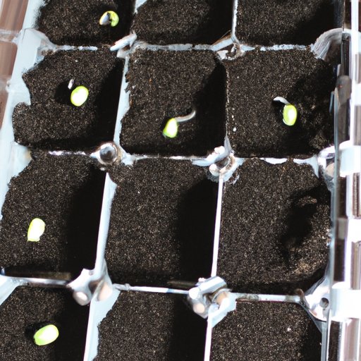 How To Start Vegetable Seeds Indoors: A Step-by-Step Guide - The ...