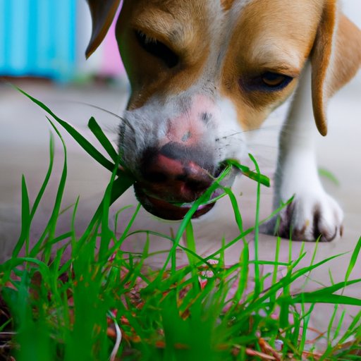 How to Stop Dogs from Eating Grass Prevention Tips & Solutions The