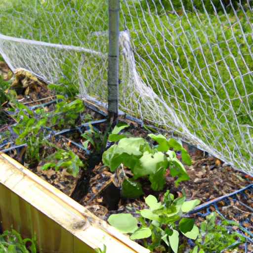 How to Stop Squirrels from Eating Plants: Mesh Fencing, Spraying