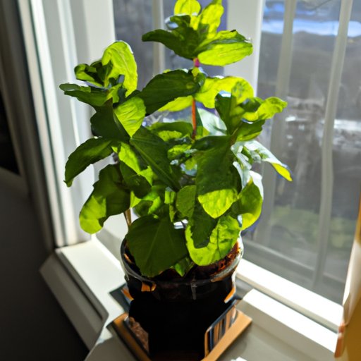 how to take care of mint plant in philippines