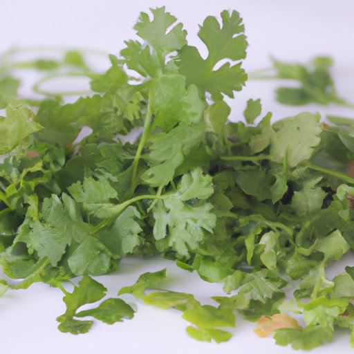 Is Cilantro Healthy? Exploring the Health Benefits and Risks of This