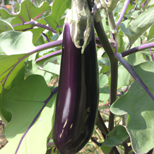 Is Eggplant Healthy for You? Exploring the Benefits and Risks of Eating