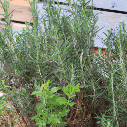 Growing with Rosemary: 5 Plants that Thrive When Planted Together - The ...