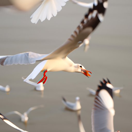 What Do Seagulls Eat? A Comprehensive Guide to Seagull Diet and Habits ...