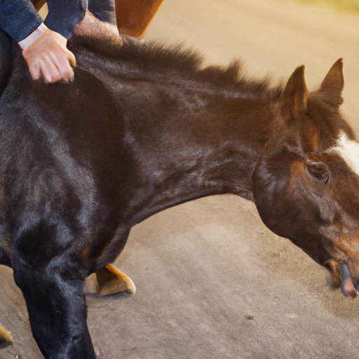 how-far-can-a-horse-travel-exploring-the-art-of-long-distance-riding