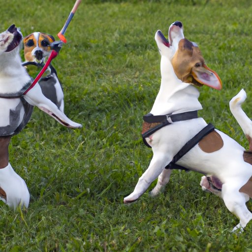 Why Do Dogs Dance? The Science Behind Canine Grooving and the Benefits ...